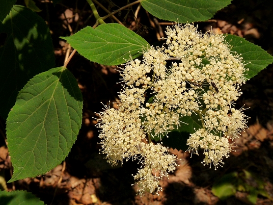 {Hydrangea arborescens}